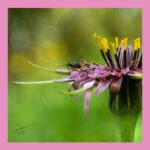 Tita Hellas-Women Silk scarf-Green & Pink flower