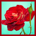 Tita Hellas-Red Rose Print on Silk, women fashion Silk scarf
